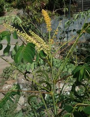 Adenanthera pavonina