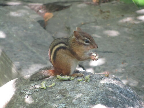 Eastern Chipmunk photographed in Maine