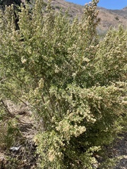 Baccharis pilularis