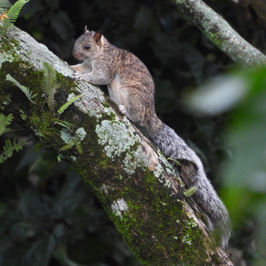 Goldman's Squirrel