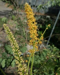 Adenanthera pavonina