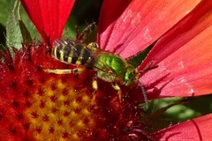 Agapostemon virescens