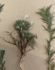 Navarretia intertexta