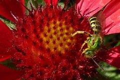 Agapostemon virescens