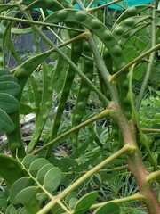 Adenanthera pavonina