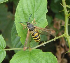 Pennisetia marginatum