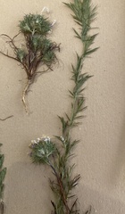 Navarretia intertexta