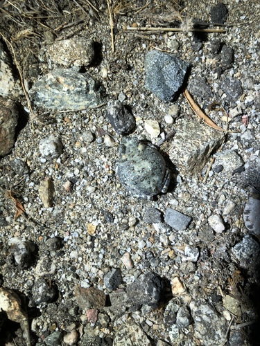 iNaturalist observation photo of Red-spotted Toad