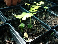 Adenanthera pavonina