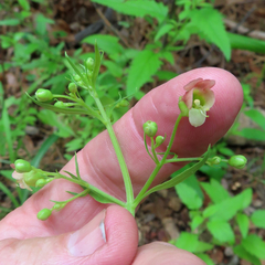Scrophularia parviflora