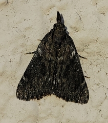 Omphalocera occidentalis