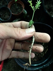 Adenanthera pavonina