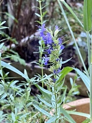 Hyssopus officinalis