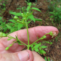 Scrophularia parviflora