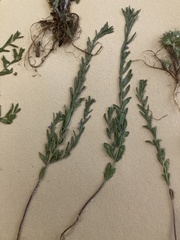 Lythrum hyssopifolia