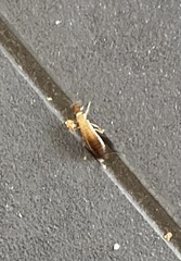 Forficula auricularia