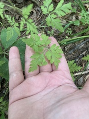 Geranium robertianum