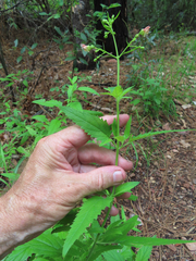 Scrophularia parviflora