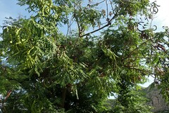 Adenanthera pavonina