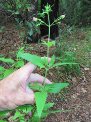 Scrophularia parviflora