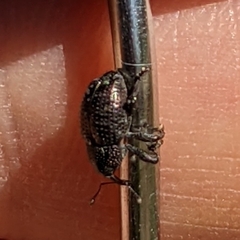 Chalcodermus