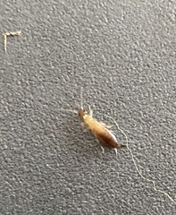 Forficula auricularia