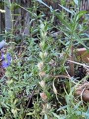 Hyssopus officinalis