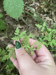 Geranium robertianum