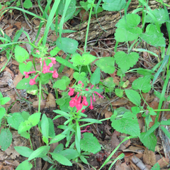 Stachys coccinea