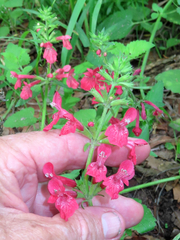 Stachys coccinea