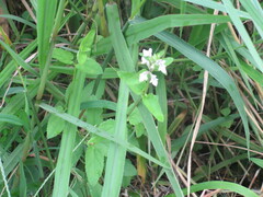 Stachys floridana