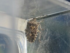 Rhaphigaster nebulosa