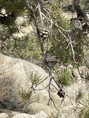 Baeolophus inornatus