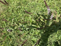 Mentha spicata
