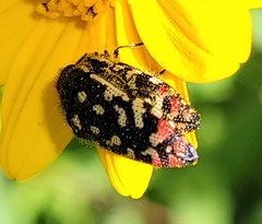 Acmaeodera disjuncta