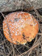Amanita muscaria flavivolvata