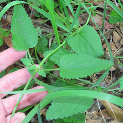 Stachys coccinea