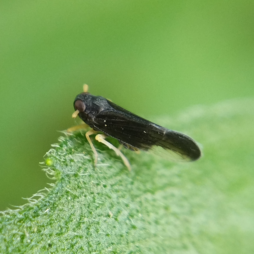Caenodelphax teapae