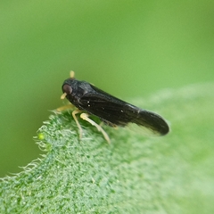 Cixiidae