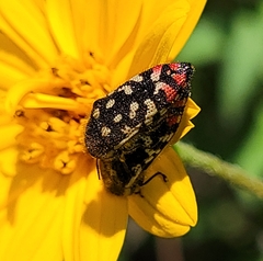 Acmaeodera disjuncta