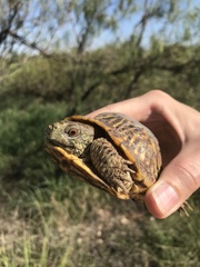 Terrapene ornata