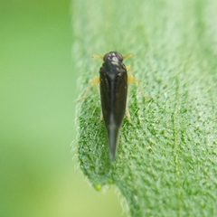 Cixiidae