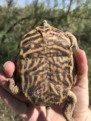 Terrapene ornata