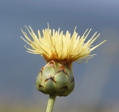 Rhaponticoides africana