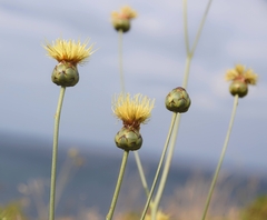 Rhaponticoides africana