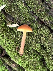 Gymnopilus picreus