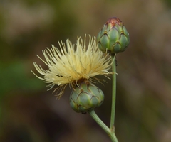 Rhaponticoides africana