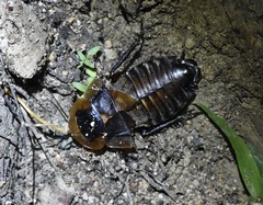 Blaberinae