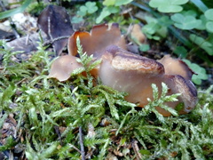 Peziza varia