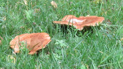 Paxillus involutus